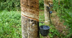 Arbol-caucho-selva-tropical.jpg